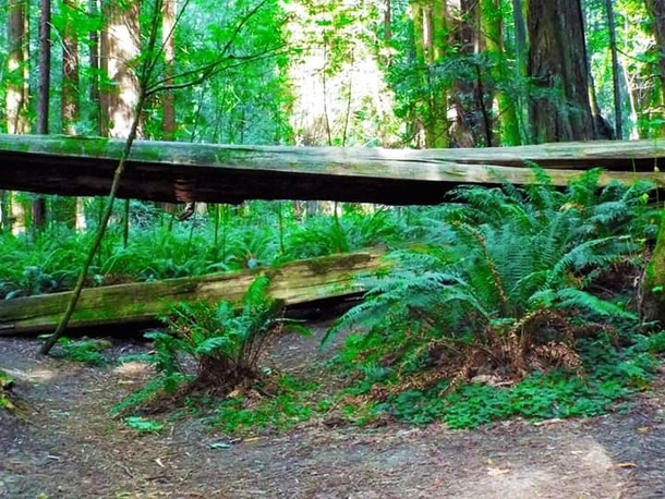 Humboldt Redwoods State Park CA  x