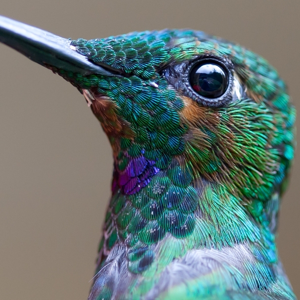 Hummingbird by Chris Morgan 