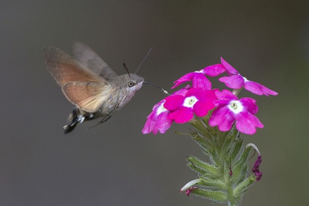 Hummingbird Hawk-moth Macroglossum stellatarum - Photorator
