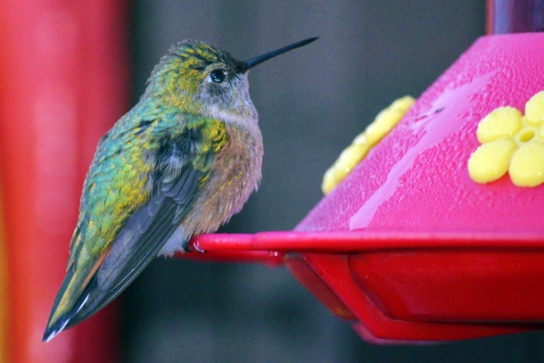 Hummingbird in Platoro Colorado 