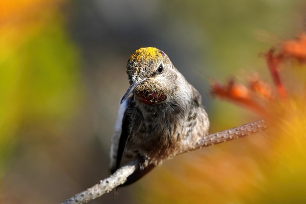 Hummingbird with pollen hat 