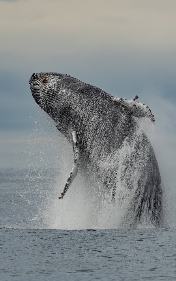 Humpback whale breaching in Alaska 