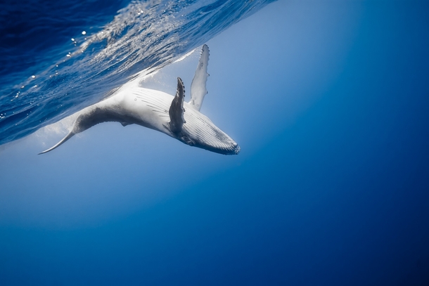 Humpback whale calf Megaptera novaeangliae in the waters off the Kingdom of Tonga Marc Henauer 