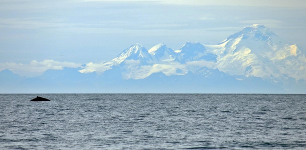 Humpback whale in Kachemak Bay in from of Iliamna 