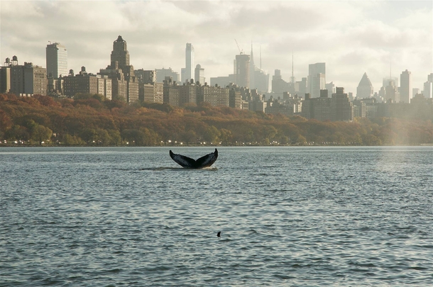 Humpback Whale in the Hudson River NYC 