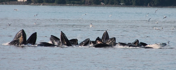 Humpback Whales Megaptera novaeangliae Bubble Net Feeding in Auke Bay Alaska OC 