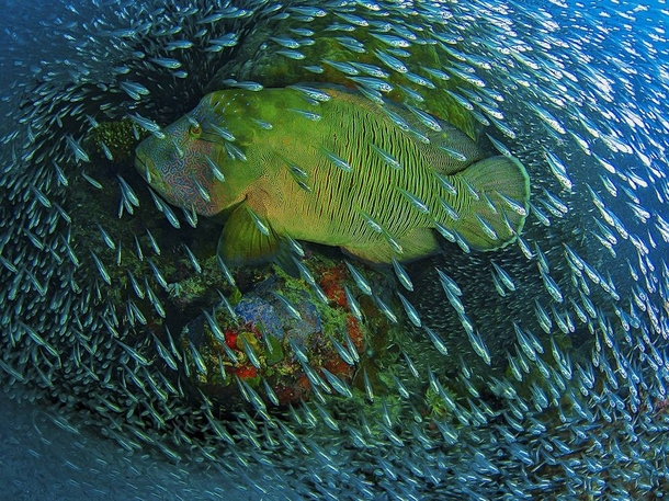 Humphead Wrasse in a school of Glass Fish  by Christian Miller