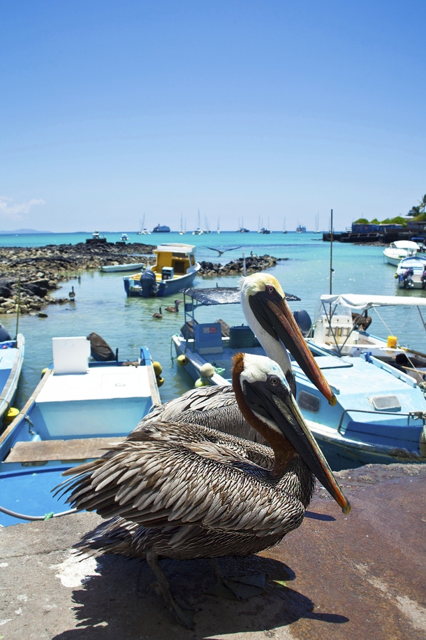 Hungry pelicans in the Galapagos 