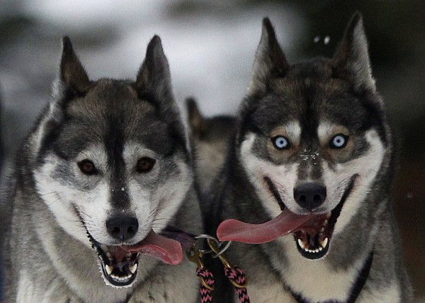 Huskies pant during a sled dog training session at Feshiebridge in Aviemore Scotland 