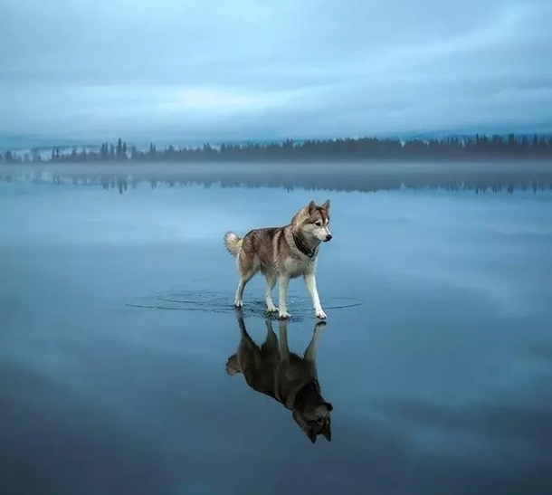 Husky on Water 