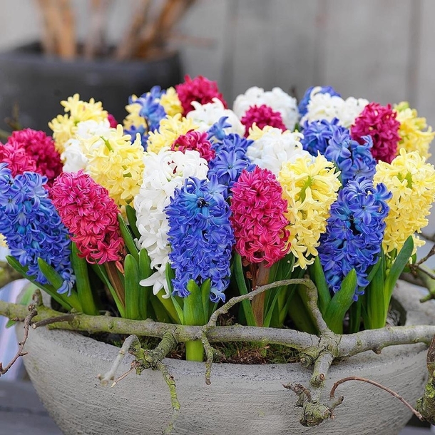 Hyacinths of various colors