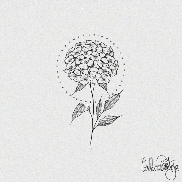 Hydrangea macrophylla Hydrangea i drew for a friends tattoo