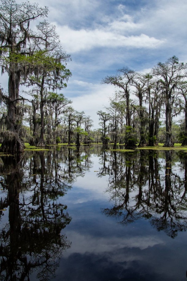 I always thought of bayous as sort of a myth until I came here Caddo Lake Texas 