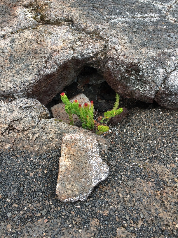 I believe its a small Ohia Lehua Took this picture on a lava field on Big island Hawaii