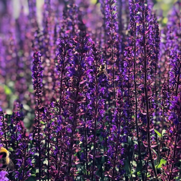 I believe these are purple salvia being snacked on