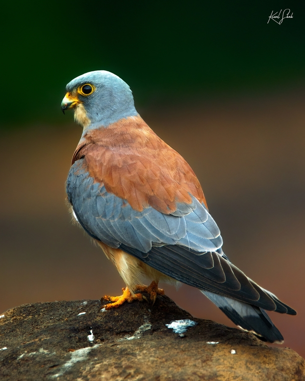 I came across this RARE migratory Falcon while exploring a grassland in my city What a beautiful bird