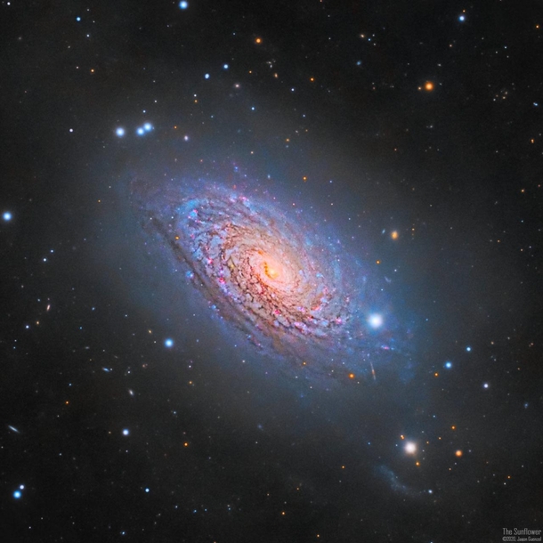 I collected light for  hours with an amateur telescope to build this detailed portrait of the Sunflower Galaxy Its hazy outer halo contains billions of stars that were strewn across space as it absorbed a companion galaxy 