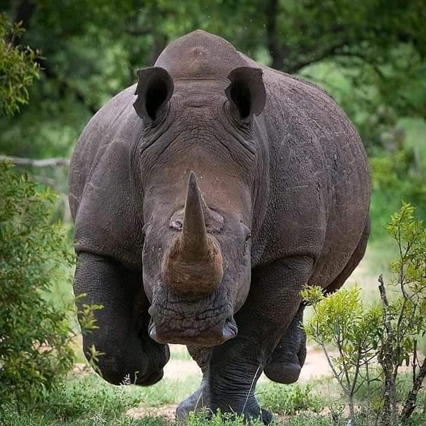 I dont know how the photographer was able to take this photo or if he miraculously survived this encounter but in any case here is a photo of a white rhino in probably South Africa