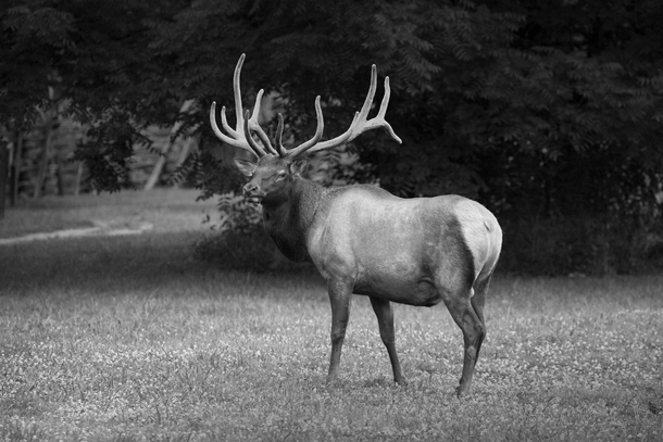 I drive a couple of hours to see these guys a few times a year and its always worth it Bull Elk C canadensis Great Smoky Mountains National Park 