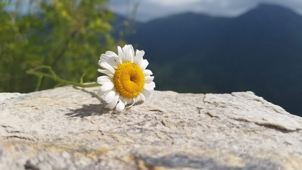 I found a flower sitting on the ridge of a North Carolina mountain 
