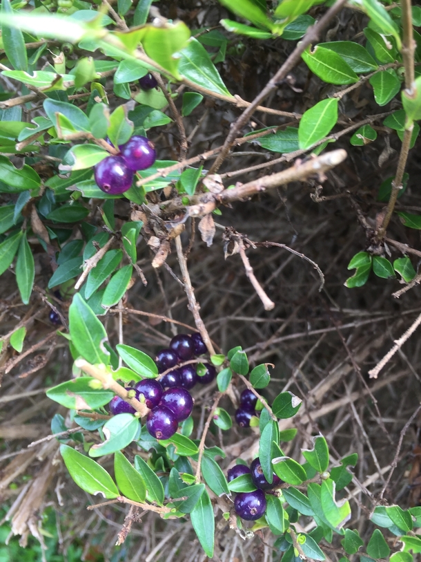 I found these amethyst coloured berries on a shrub in Hertfordshire England in DecemberDoes anyone know what the shrub might be Looks like some form of privet