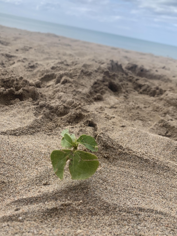 I found this picture amazing A little plant that grew on the sand in Isla Verde Puerto Rico 