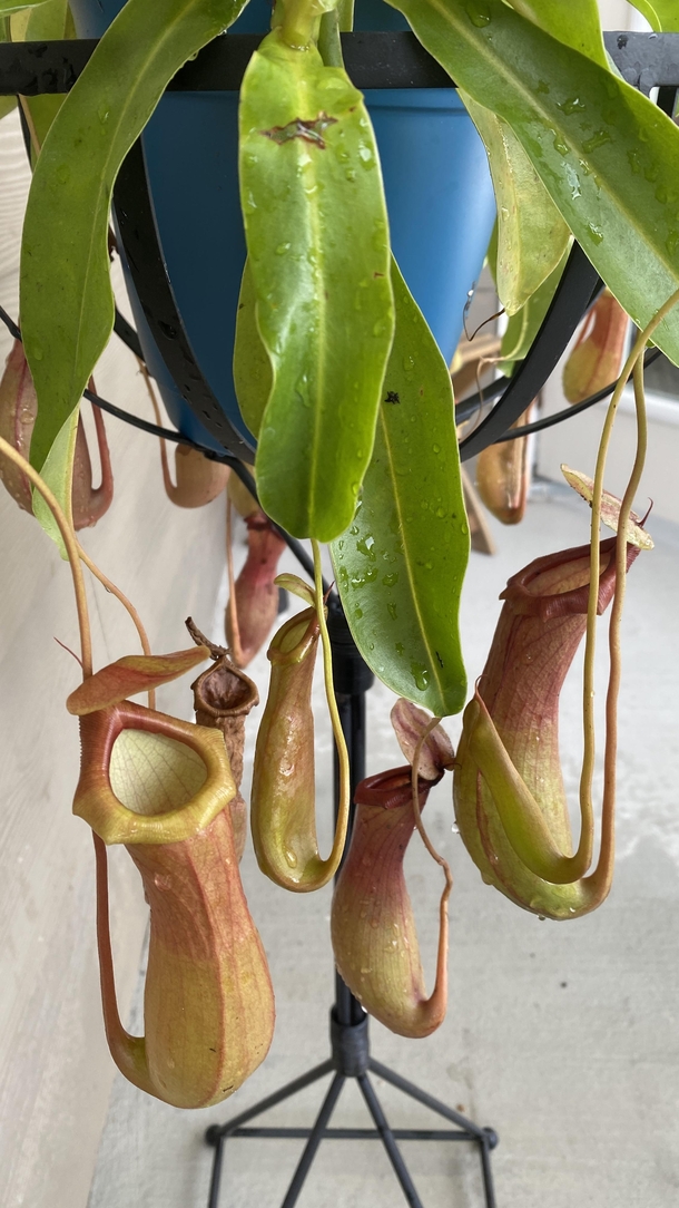 I got my first Pitcher Plant three months ago Its going well