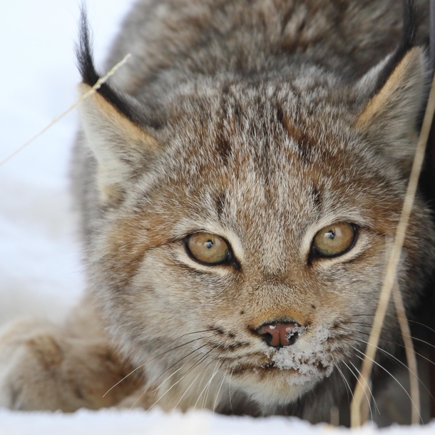 I had some intense eye contact with this Canada Lynx yesterday in Northern Alaska 
