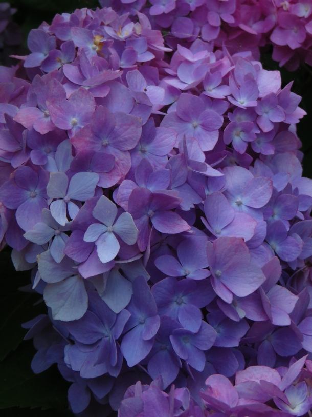 I have a beautiful violet color on my Hydrangea this year in Philadelphia