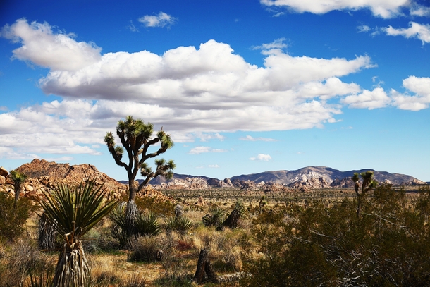 I Hear You Guys Like Joshua Tree National Park 