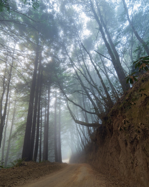 I love a good foggy forest Usal Beach California  kathryn_dyer