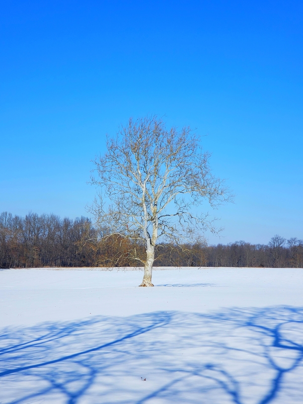 I love this white tree alone in a field here in Michigan x