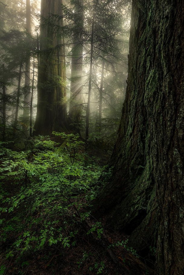 I love to wander around the rainy and misty forests near Vancouver Were fortunate that there are still pockets of old growth left here 