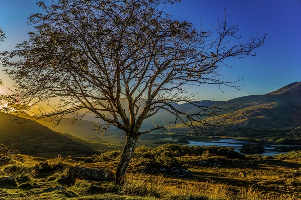 I made this photo of a tree in Killarney Nationalpark during sunset on my roadtrip through Ireland last year Its such a beautiful country 