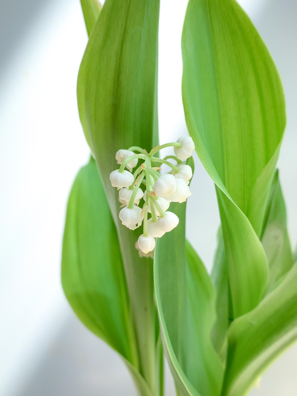 I received some Lily of the valley Convallaria majalis few days ago Ive always loved those delicate flowers and their wonderful scent 