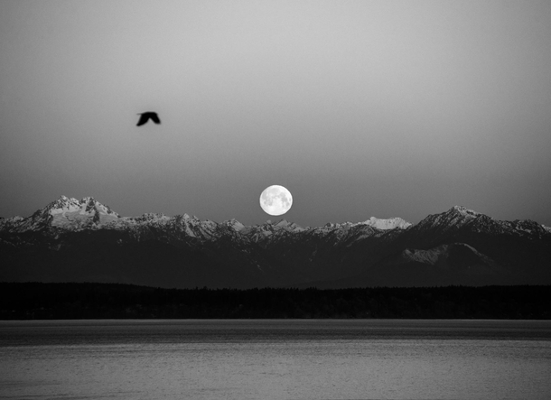 I saw this beautiful moonset over the Olympic Mountains from Seattle 