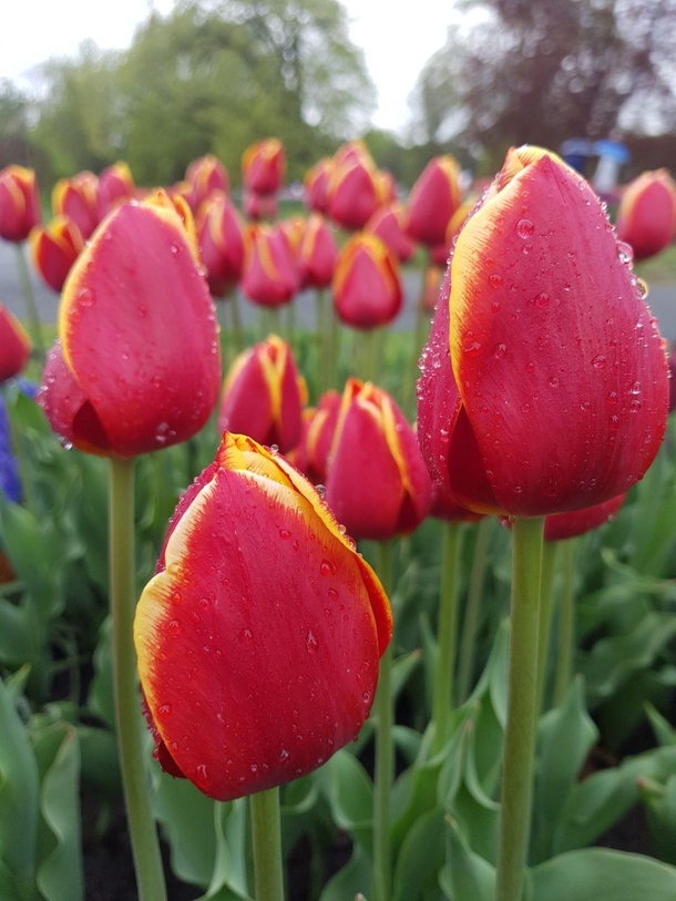 I think these are Judy Beauty Tulips From Albany wlove