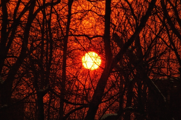 I took a picture of the sunset in the woods
