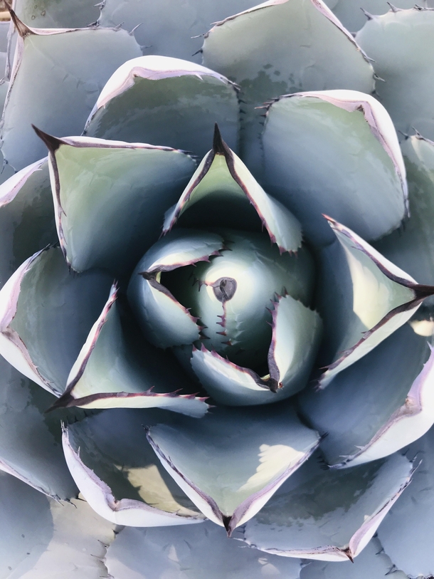I took a picture of this plant at the Desert Botanical Gardens in Phoenix Almost looks like a painting to me 