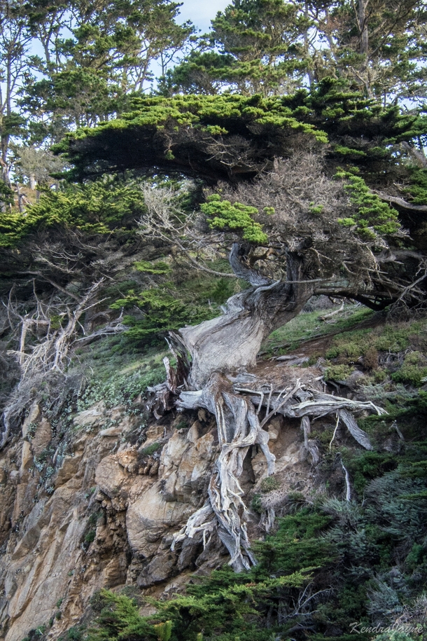 I was really taken with this tree in Point Lobos State Natural Reserve 