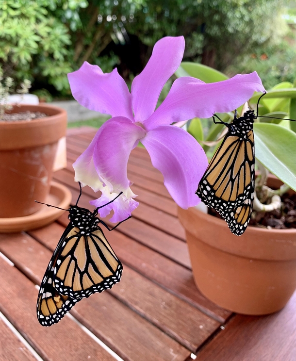 I was told this might be appreciated here My Cattleya loddigesii orchid with two newly eclosed Monarch Butterflies Danaus plexippus