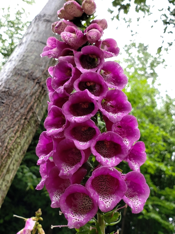 I was told to post my this wild foxglove from my property So pretty no touch