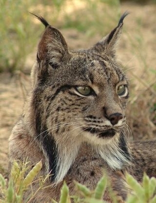 Iberian lynx Lynx pardinus 