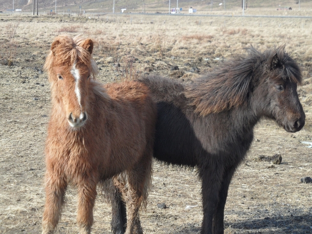 Icelandic Horse foals 