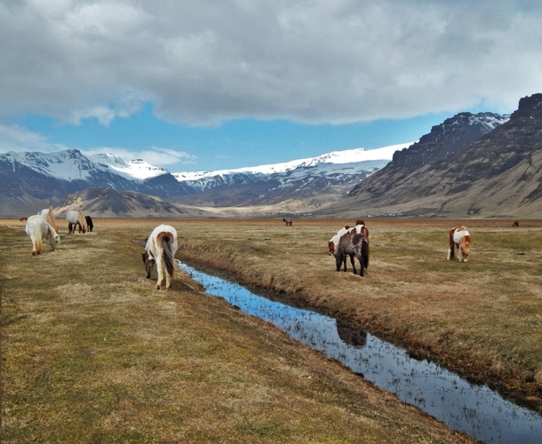 Icelandic Ponies 