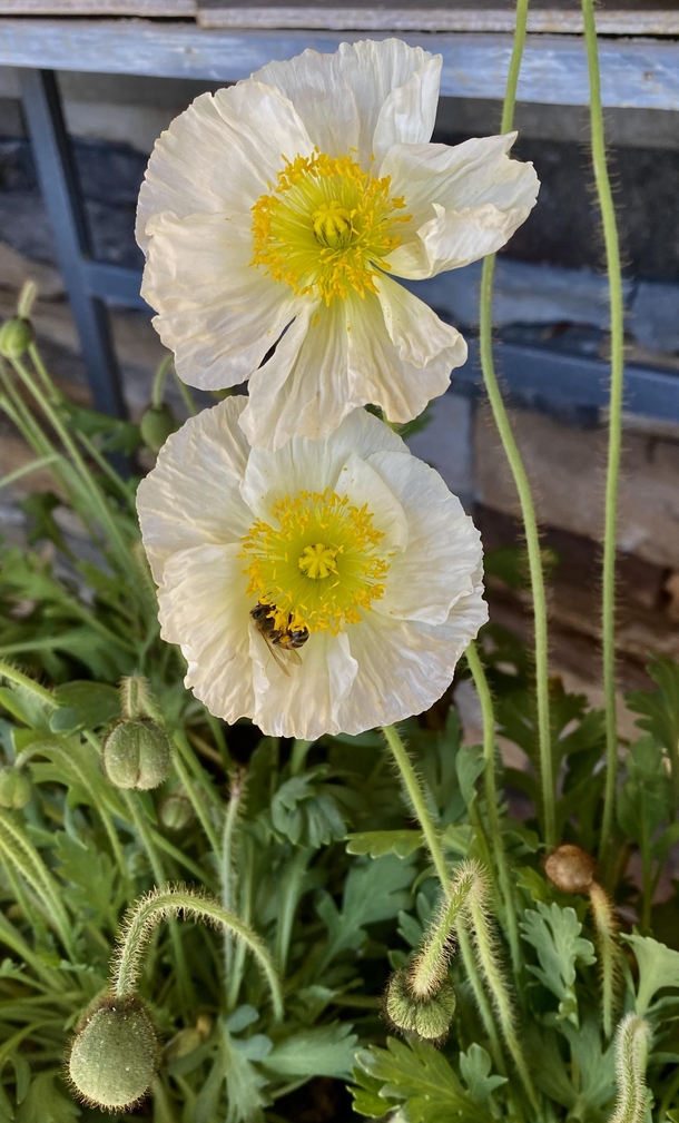 Icelandic poppy Papaver nudicaule with a bee in front of a Ralphs Supermarket this morning