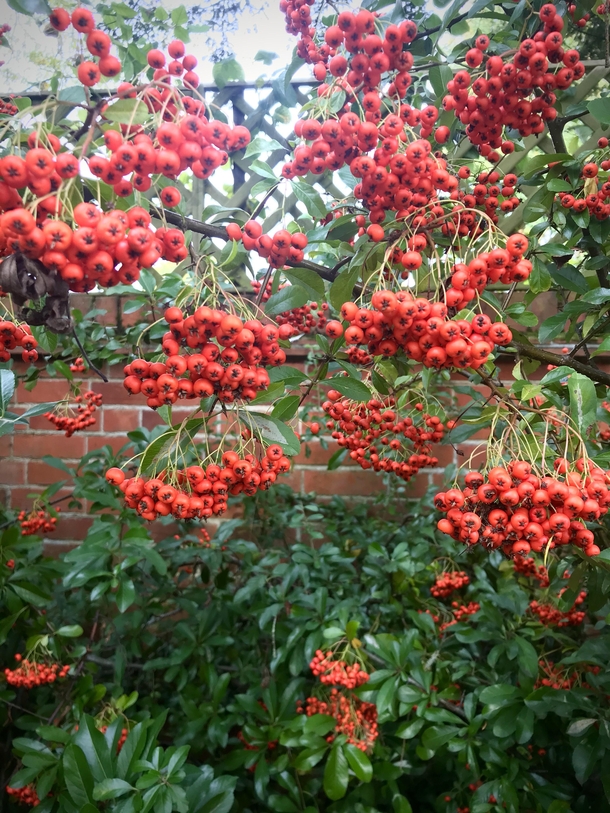 Im a sucker for Pyracantha against a red brick wall Saw this beauty in Medmenham by the Thames