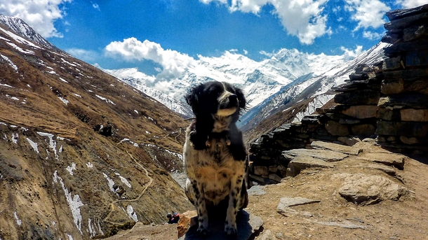 Im not really a photographer I found that dog just waiting for someone to take a picture of him That picture was taken at Annapurna Nepal