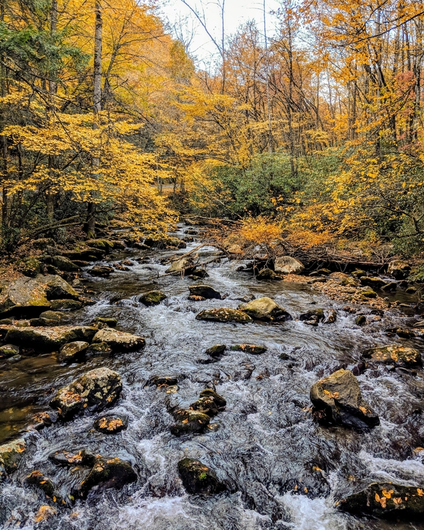 Im so ready for fall Great Smoky Mountain NP 