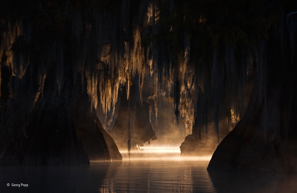 In The Heart of the Swamp by George Popp Taken in the Atchafalaya Basin a few miles from where I grew up Or you know The Heart of the Swamp 
